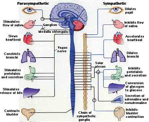 Schema explaining how parasympathetic and sympathetic nervous systems inhibit functioning organs